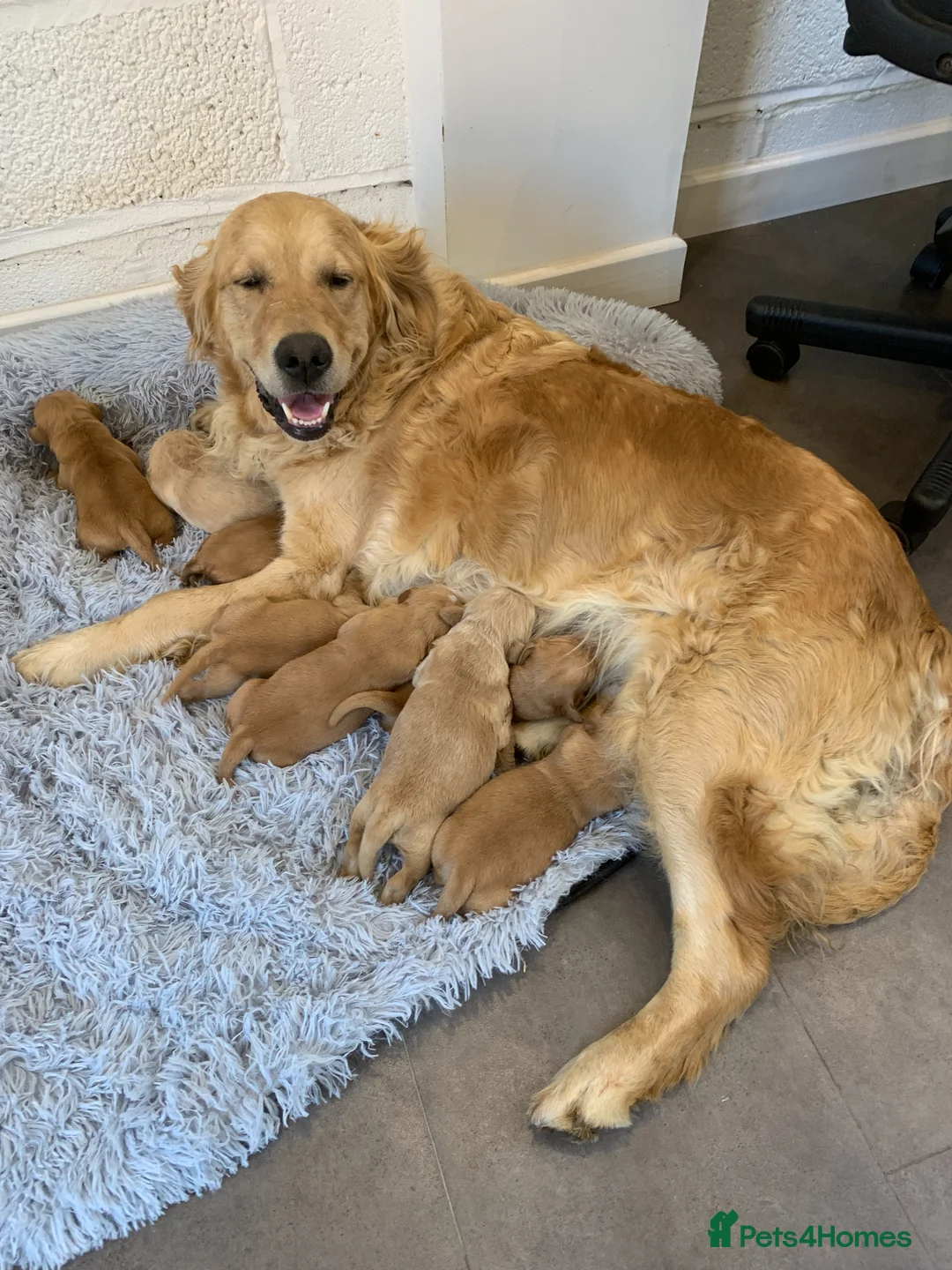 Golden Retriever dogs for sale: KC REGISTERED GOLDEN RETRIEVER PUPPIES - Advert 1