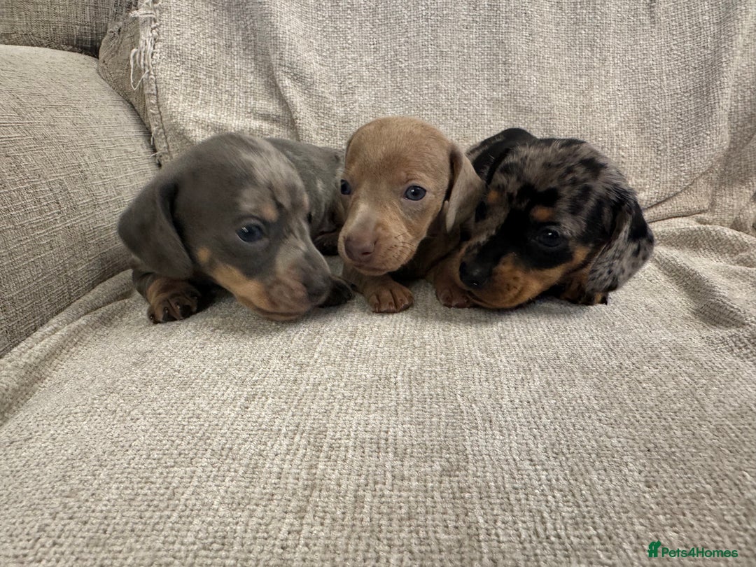 Miniature Dachshund dogs for sale: Miniature Dachshund puppies - Advert 2