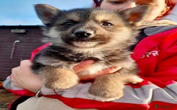 Shepsky dogs for sale: German Shepherd cross Husky Puppies  - Image 2