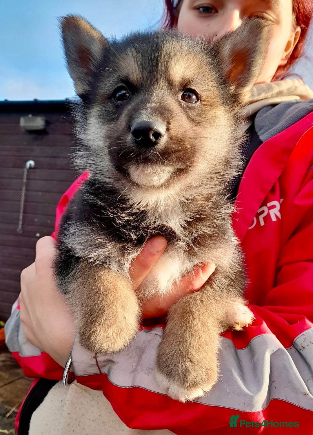 Shepsky dogs for sale: German Shepherd cross Husky Puppies  - Image 2