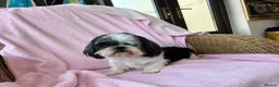 Shih Tzu dogs for sale: Loving ShihTzu  - Advert 4