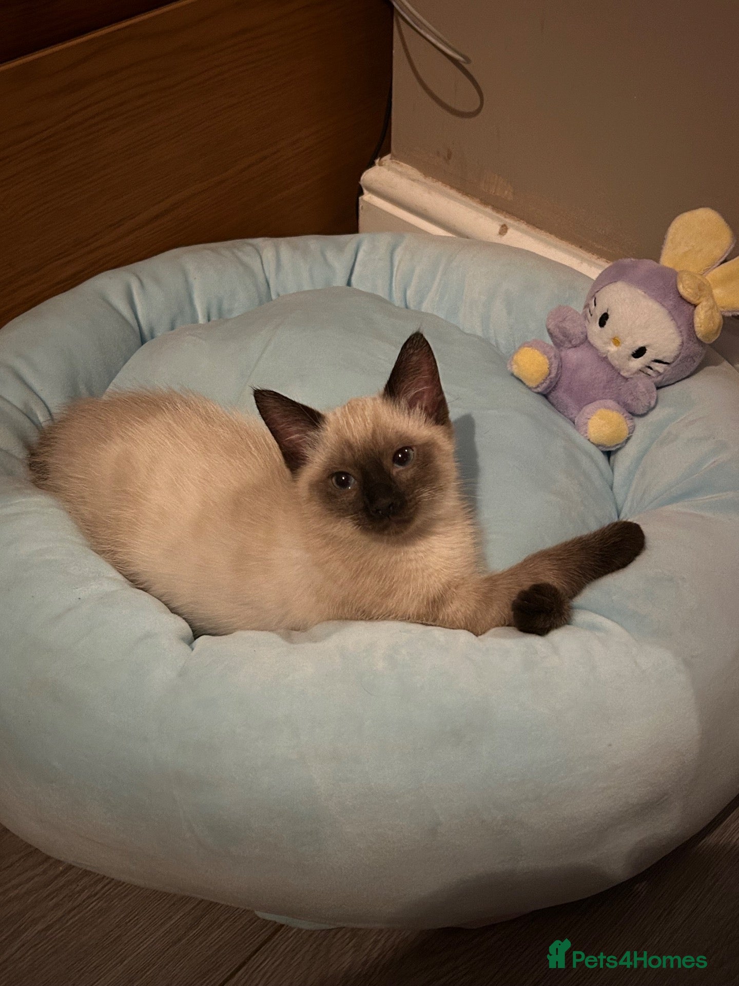 Siamese cats Stormy - Advert 3