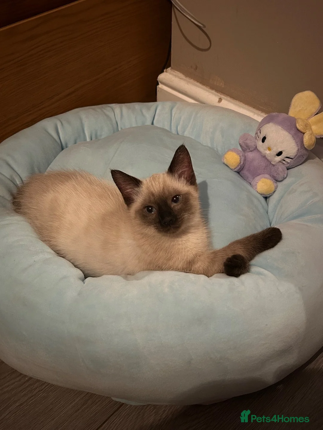 Siamese cats for sale: Stormy - Advert 1