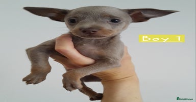 Russian Toy Terrier dogs - Advert 13