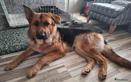 German Shepherd dogs for sale: 2 yr old male German shepherd  - Image 12