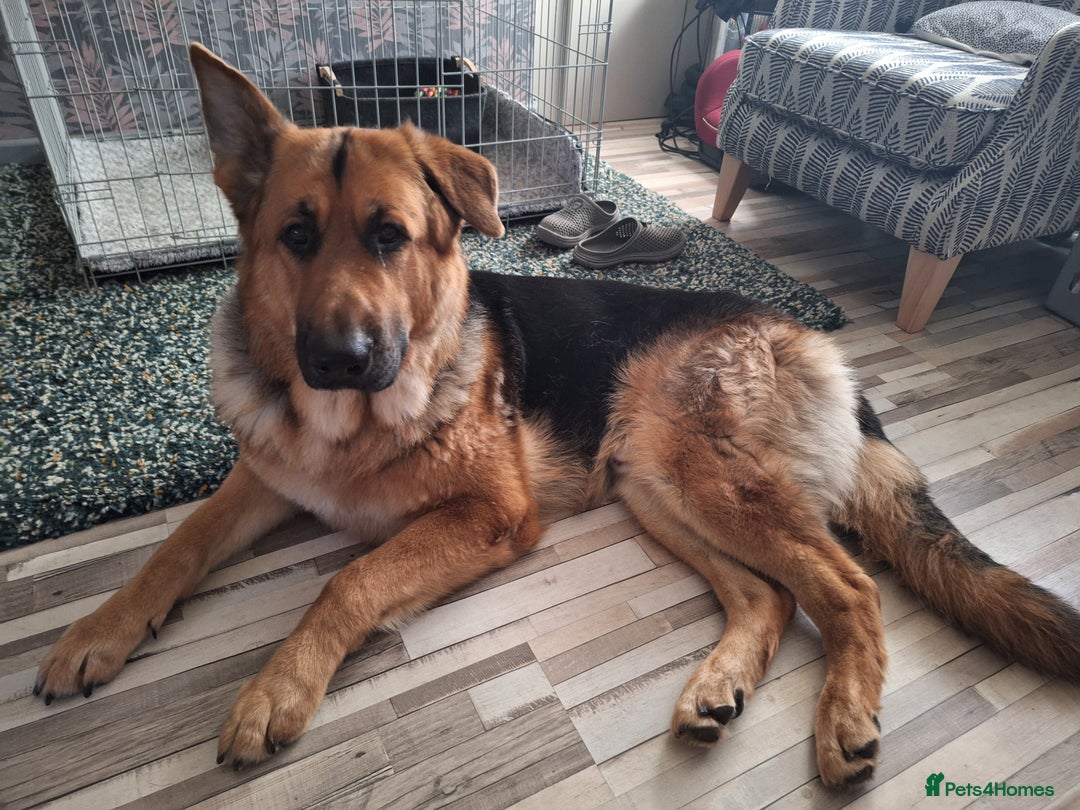 German Shepherd dogs for sale: 2 yr old male German shepherd  - Image 12