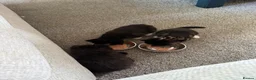 Mixed Breed cats for sale:  🐱 3 ADORABLE MALE KITTENS — Yeovil 🐱 - Advert 5