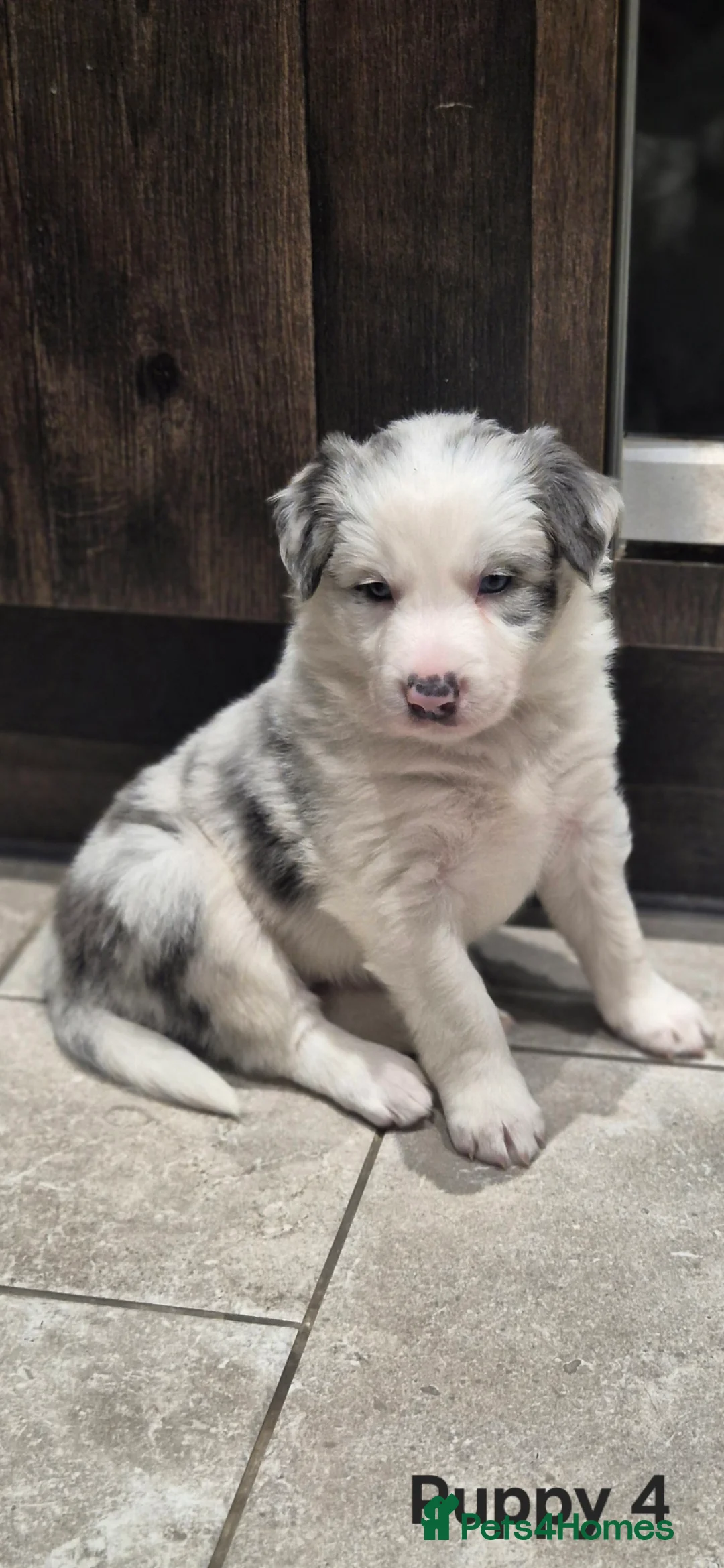 Border Collie dogs for sale: Beautiful Border Collies. Parents DNA tested.  - Advert 27