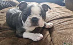 Boston Terrier dogs for sale: KC BOSTON BEAUTIFUL GIRL in Huddersfield - Image 1