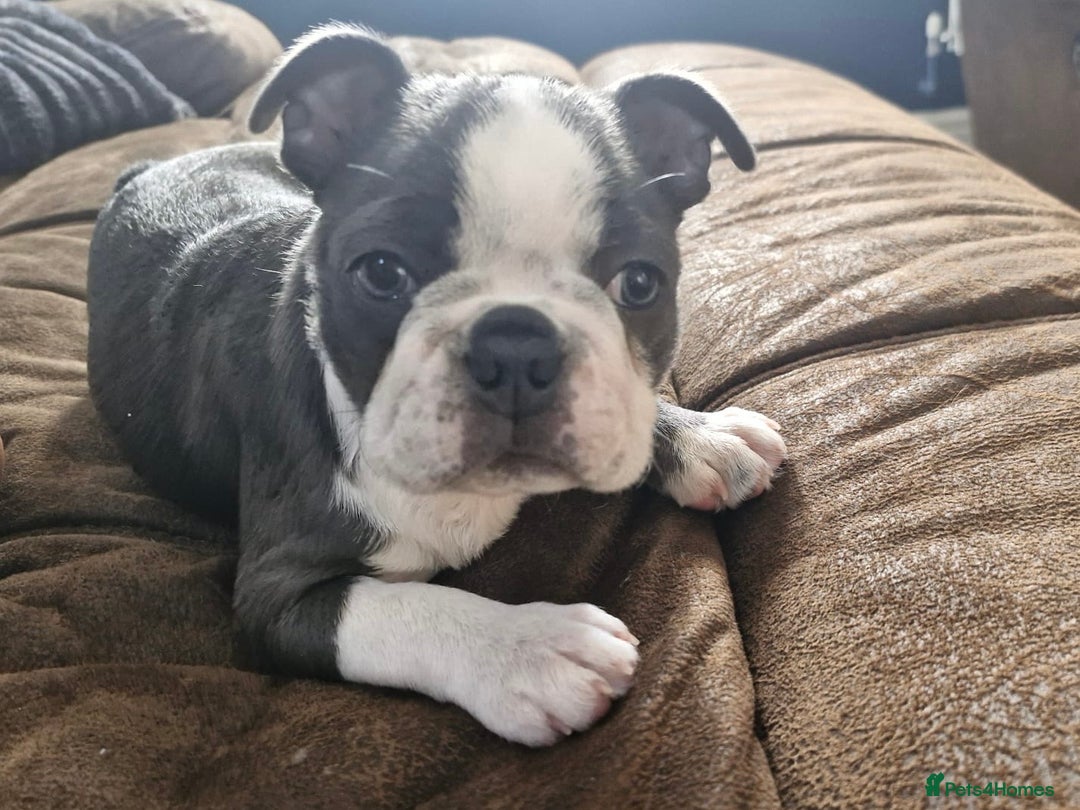Boston Terrier dogs for sale: KC BOSTON BEAUTIFUL GIRL in Huddersfield - Image 1