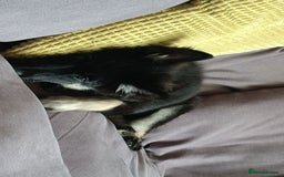 Mixed Breed dogs for sale: Mixed 3mnth old puppy - Image 2