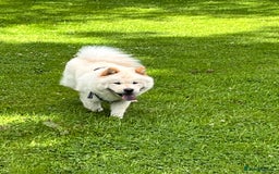 Chow Chow dogs for sale: Kiki chow chow  - Image 5
