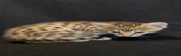 Savannah cats for sale: Exceptional Quality Tica Regist. Savannah kittns - Advert 7