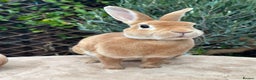 Rex rabbits for sale: 2 Orange mini Rex available - Advert 1