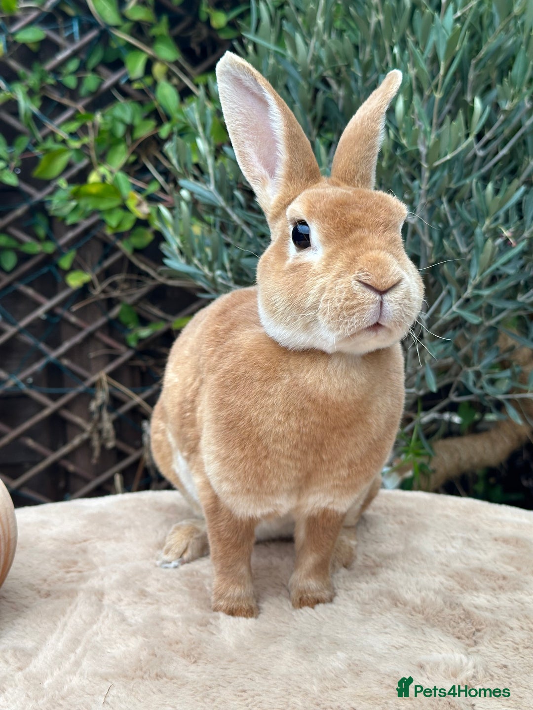 Rex rabbits for sale: 2 Orange mini Rex available - Advert 1