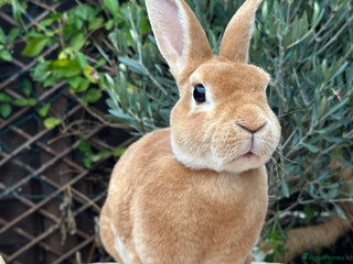 Rex rabbits 2 Orange mini Rex available - Advert 1