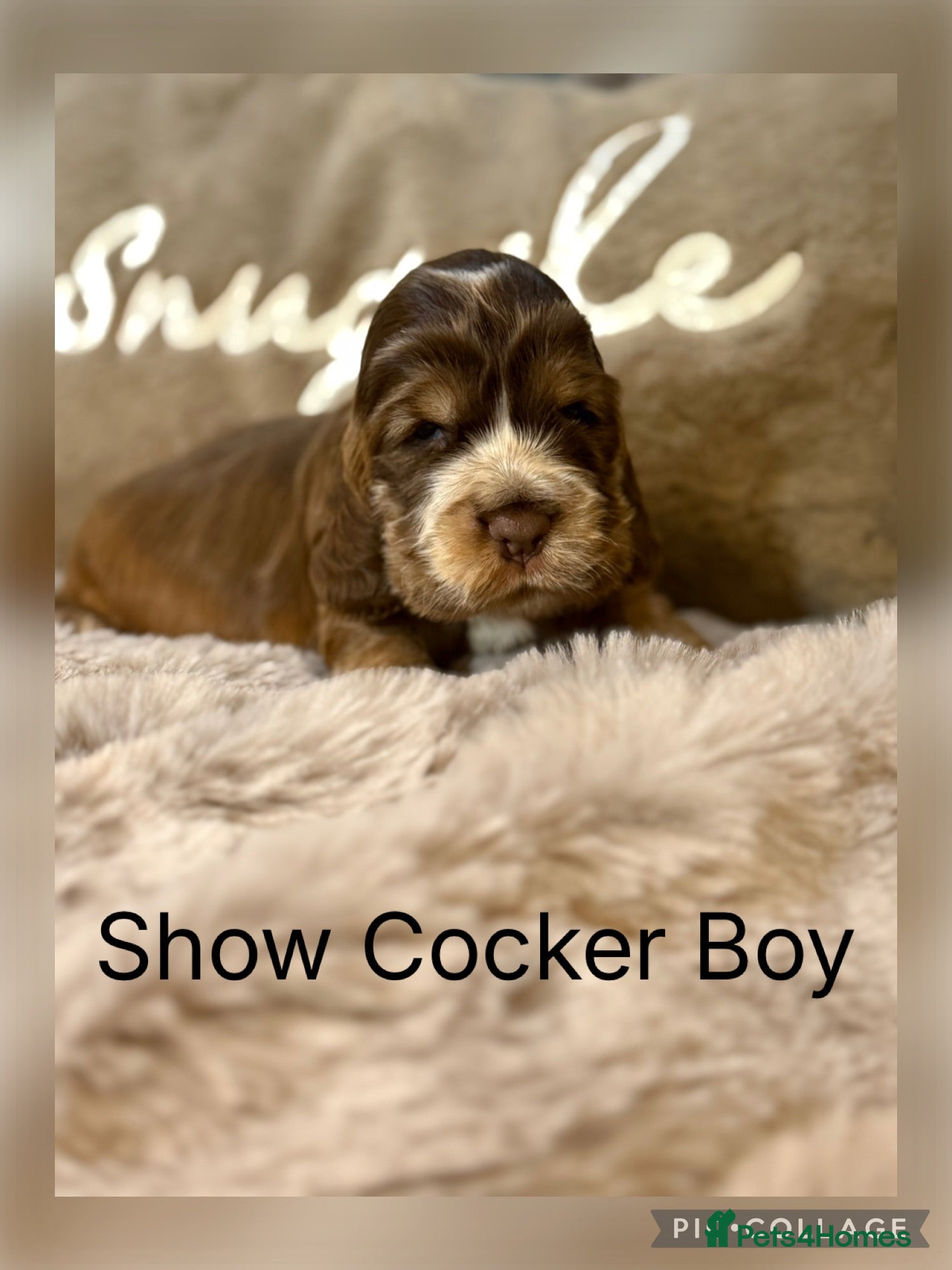 Cocker Spaniel dogs Show Cocker Spaniels  - Advert 1