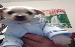 Bichon Frise dogs for sale: I am y are playful and eat at they  - Image 5