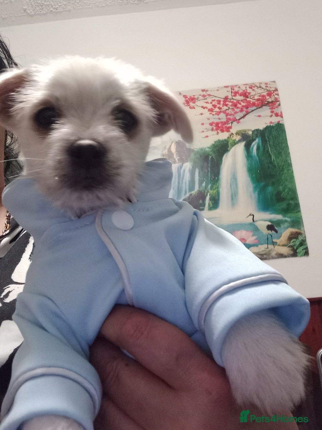 Bichon Frise dogs for sale: I am y are playful and eat at they  - Image 5