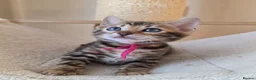 Bengal cats for sale: ⚜️Bengal kittens Tica registered ⚜️ - Advert 16