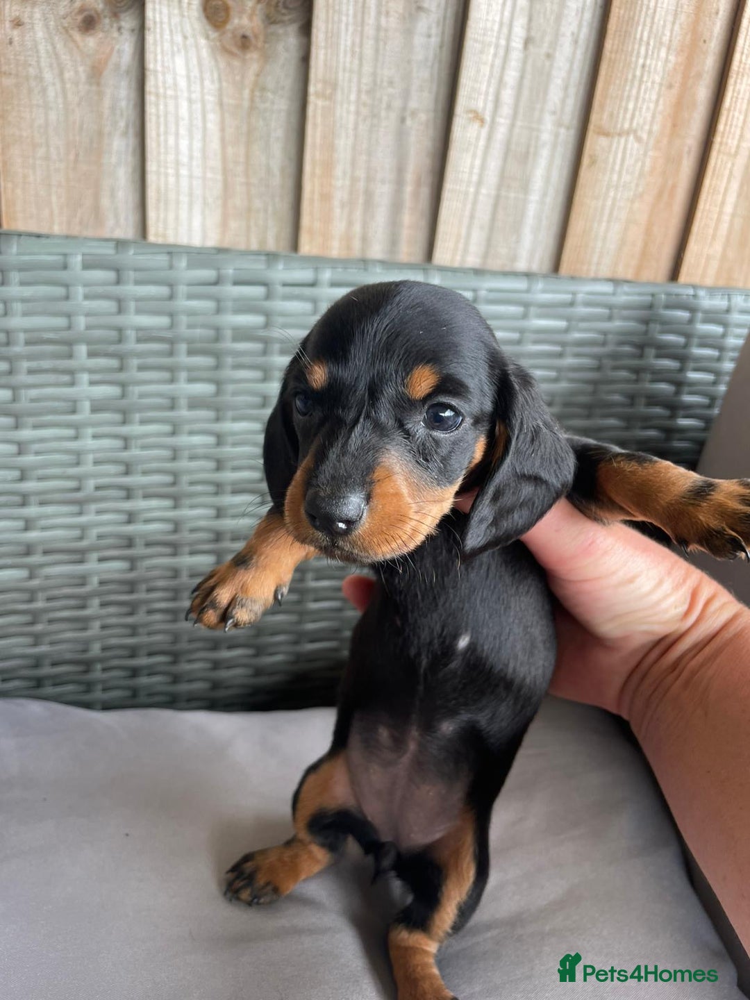 Dachshund dogs for sale: Dachshund Puppys miniature - Image 11
