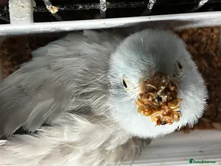 Parrots birds Disabled parrotlet with huge personality - Advert 2