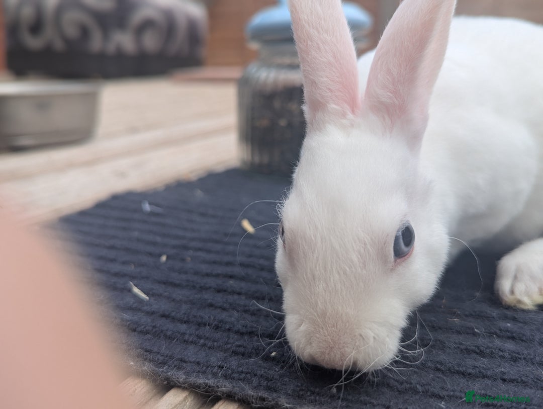 Rex rabbits for sale: Mini rex rabbit for sale - Image 13