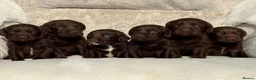 Cockerdor dogs for sale: Stunning Cockerdor chocolate puppies - Advert 6