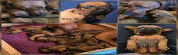 Rhodesian Ridgeback dogs for sale: Seriously Gorgeous Rhodesian Ridgeback Puppies - Advert 6