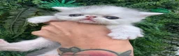 Exotic cats for sale: Exotic Persian  - Advert 10