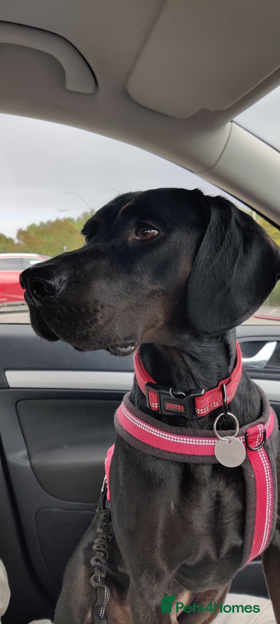 Mixed Breed dogs 4 Year old Male Vizsla/Cocker Spaniel  - Advert 1