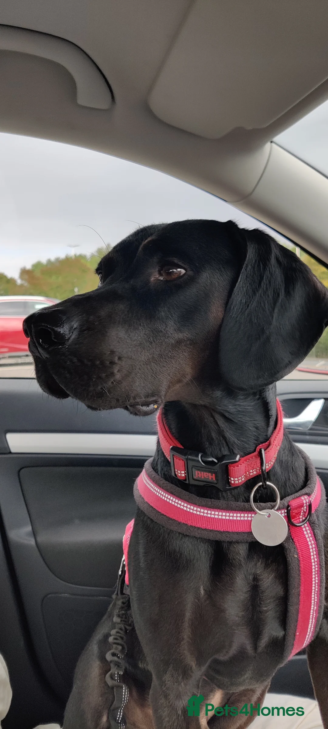 Mixed Breed dogs for sale: 4 Year old Male Vizsla/Cocker Spaniel  - Advert 1