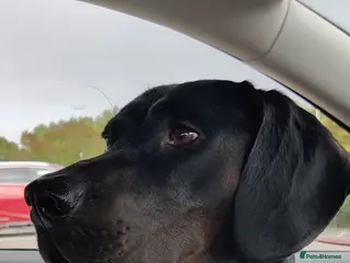 Mixed Breed dogs 4 Year old Male Vizsla/Cocker Spaniel - Advert 1