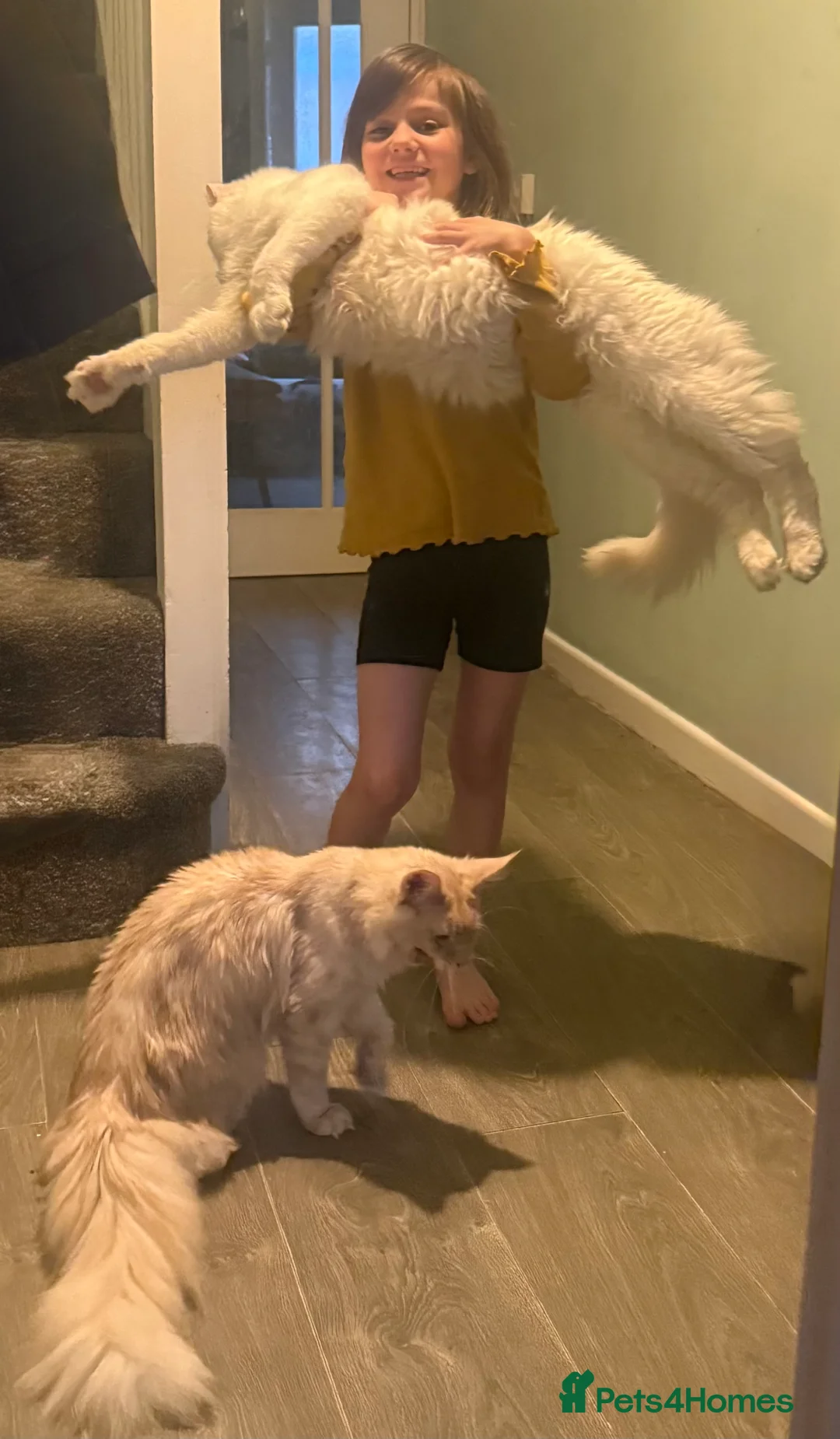 Maine Coon cats for stud: Pure white mainecoon stud with ice blue eyes in Chepstow - Advert 3