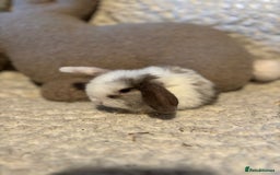Mini Lop rabbits for sale: Mini lop babies 🫶🏻 ready to reserve ✨ - Image 4