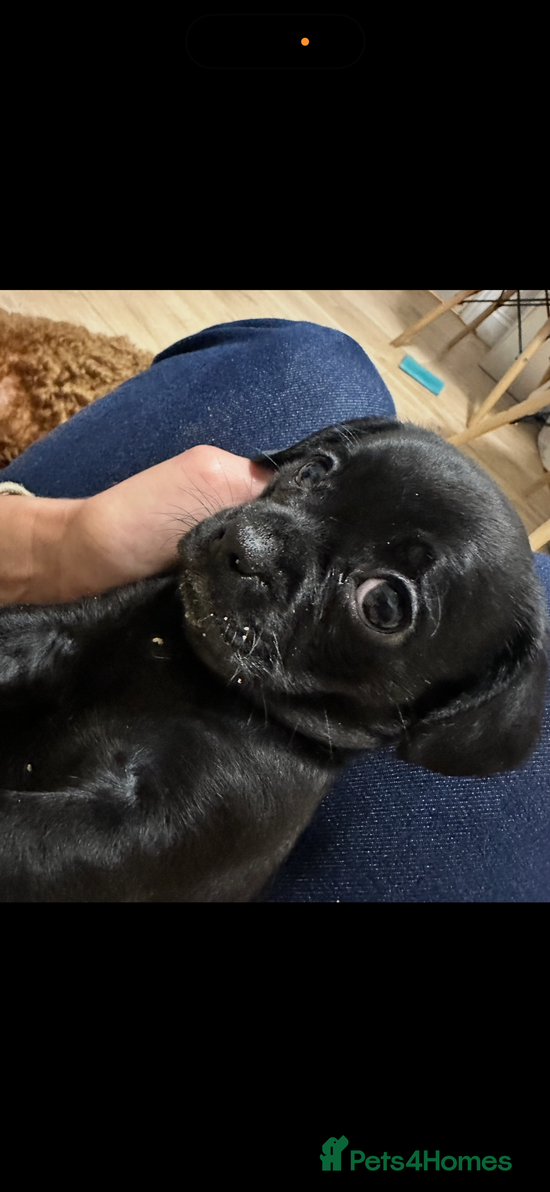 Mixed Breed dogs for sale: Pugapoo  - Advert 3