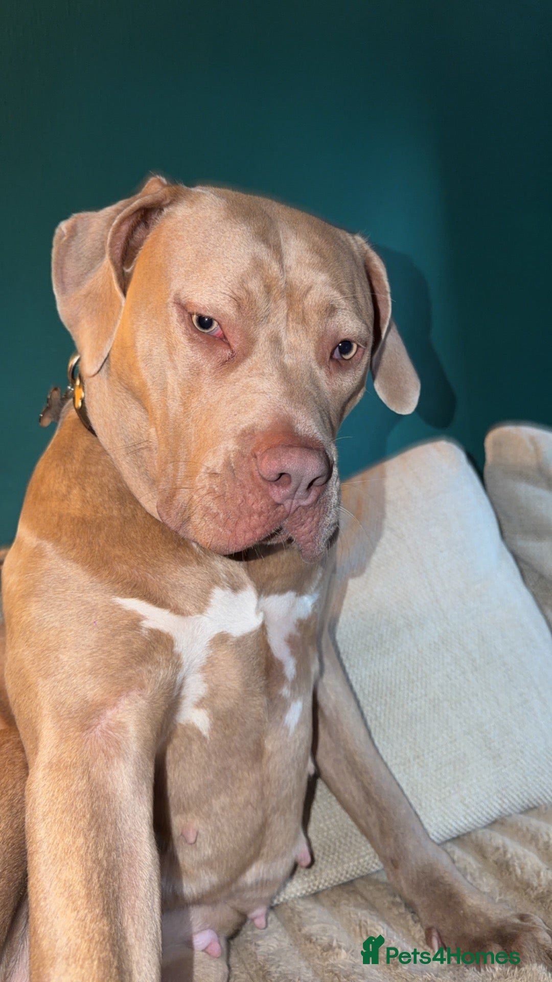 Mixed Breed dogs Skylar  - Advert 1
