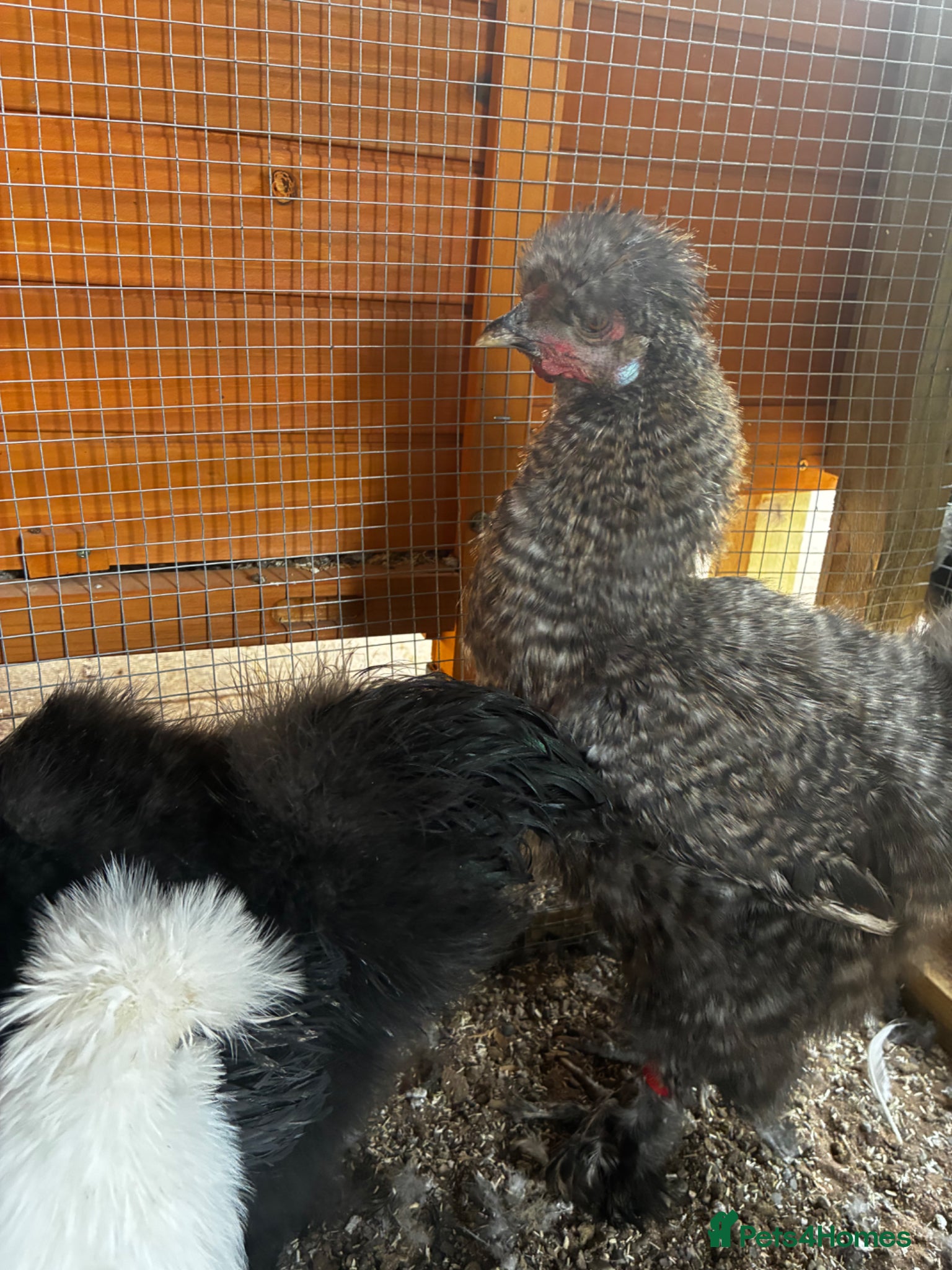 Chickens poultry Bearded silkie cockerel/ cocoo  - Advert 5