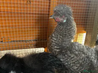 Chickens poultry Bearded silkie cockerel/ cocoo - Advert 1