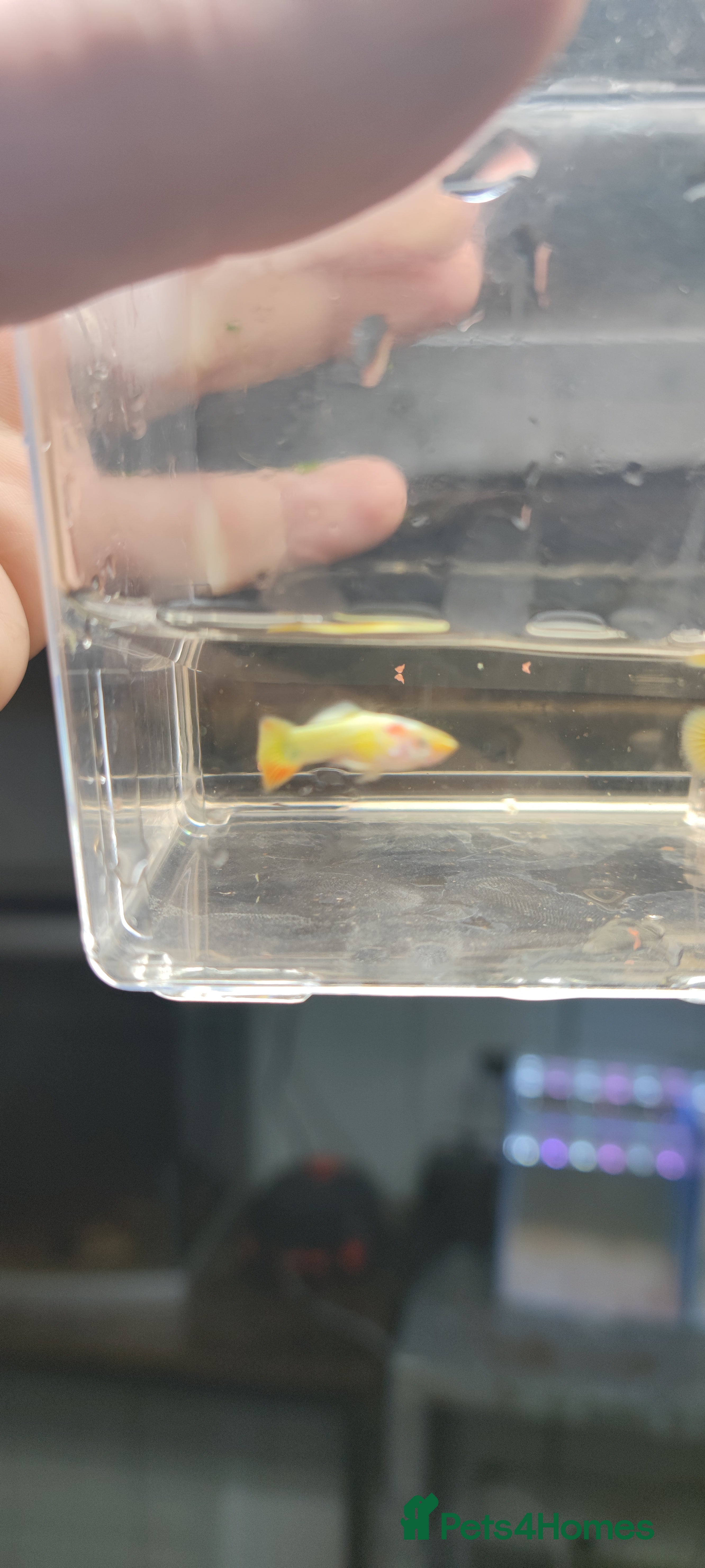 Live Bearers fish Various livebearers for sale 6 for £10  - Advert 4