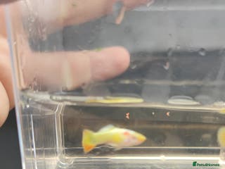 Live Bearers fish Various livebearers for sale 6 for £10 - Advert 5