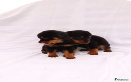 Rottweiler dogs for sale: Rottweiler puppy  - Image 24