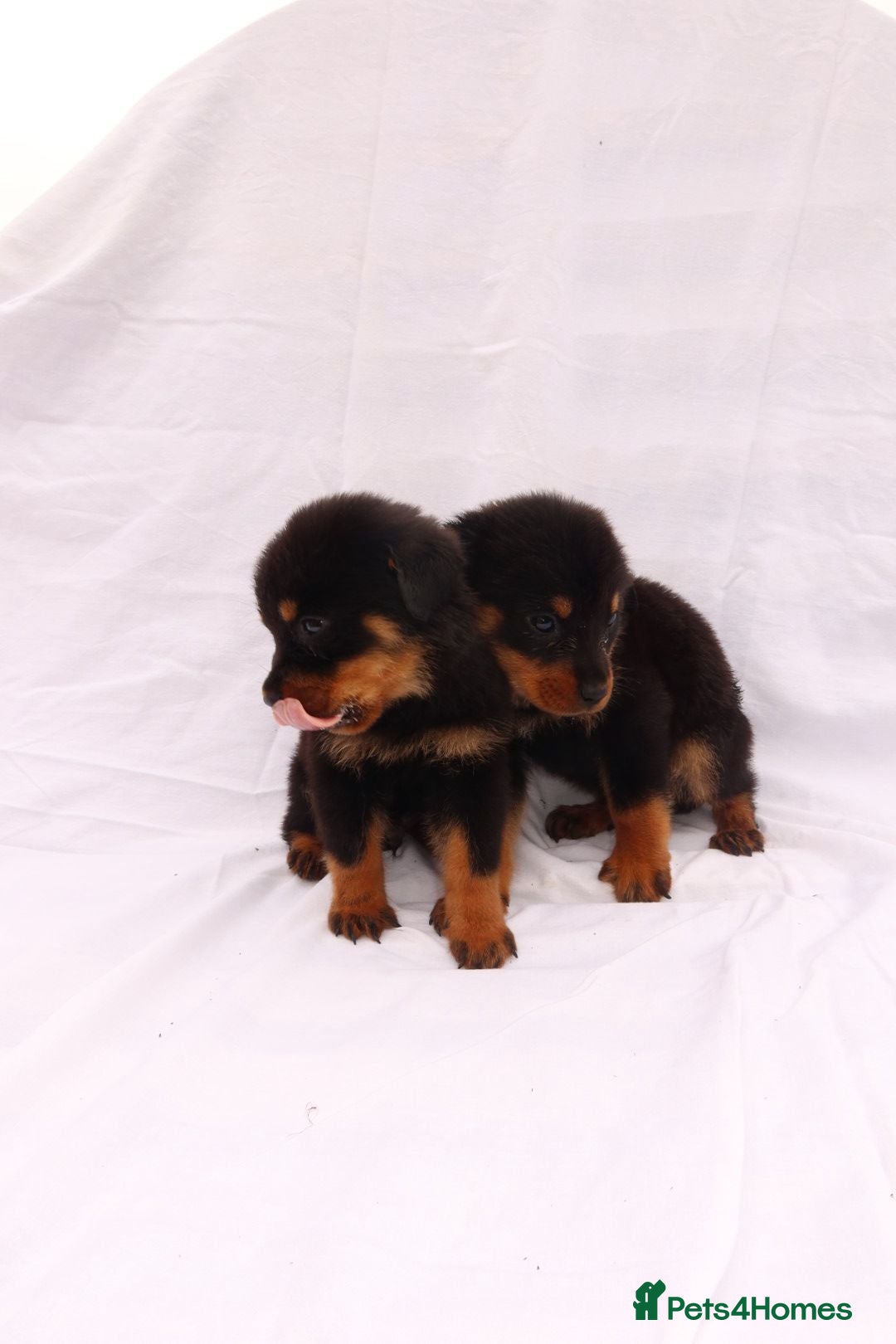 Rottweiler dogs for sale: Rottweiler puppy  - Image 24