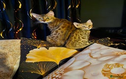 Bengal cats for sale: Bengal  in Forfar - Image 9