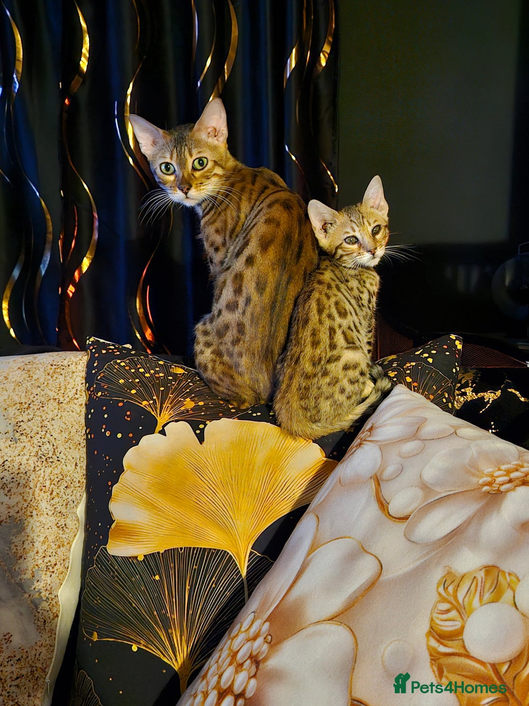 Bengal cats for sale: Bengal  in Forfar - Image 9