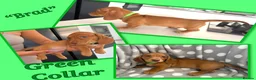 Miniature Dachshund dogs for sale: Miniature Dachshund Puppies - Advert 3