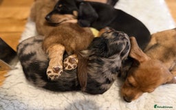 Miniature Dachshund dogs for sale: Quality Miniature Dachshund puppies - Advert 5