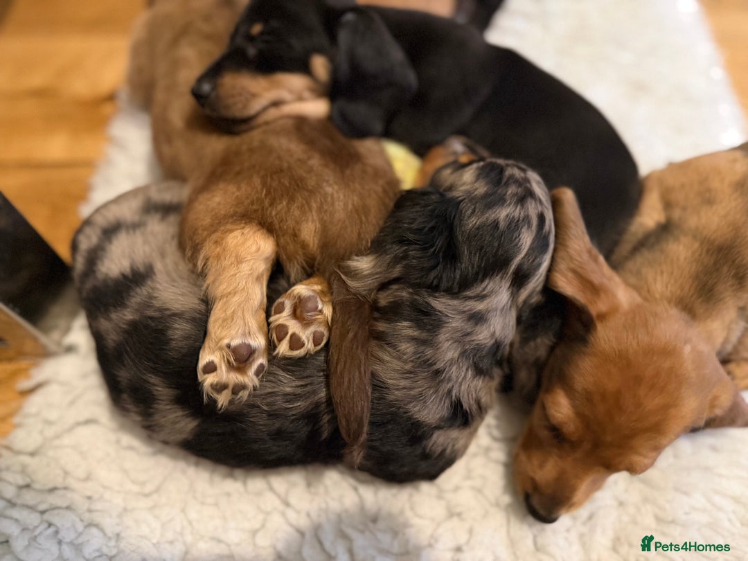 Miniature Dachshund dogs for sale: Quality Miniature Dachshund puppies - Advert 5