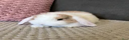 Mini Lop rabbits for sale: Beautiful Mini Lop Rabbits for sale - Advert 11