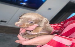 Miniature Dachshund dogs for sale: Kc miniature daschunds - Image 15